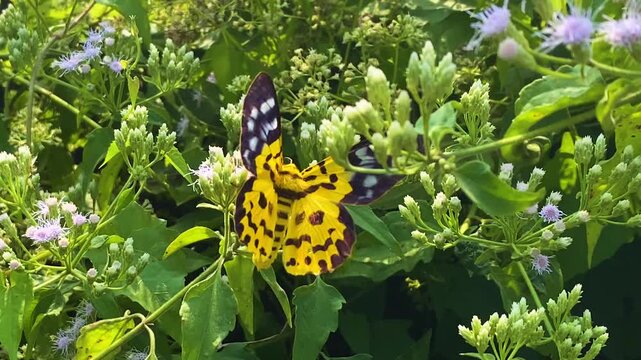 Day-Flying Moth With False Tiger Moth (Dysphania militaris) Perched On A Flower. Handheld Shot