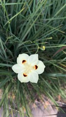 white flower in spring - flower in the grass