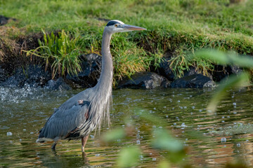 great blue heron