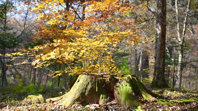 Resilience of Nature: Vibrant Autumn Leaves Sprouting from a Moss-Covered Tree Stump in a Sunny Forest.
