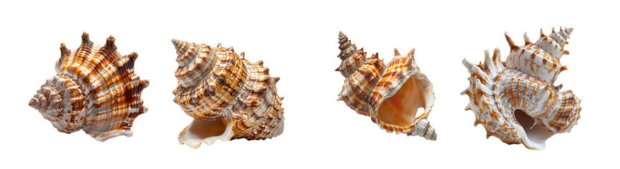 Obraz premium Four textured natural wood bark fragments with intricate details isolated on transparent background