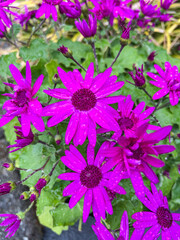 Cineraria