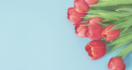 Showing red tulip bunch with green stems leaves on pastel blue backdrop, detached bloom, copy space