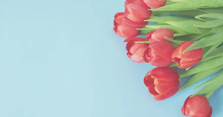Fotobehang Vlees Showing red tulip bunch with green stems leaves on pastel blue backdrop, detached bloom, copy space  © vectorfusionart