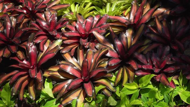 Close up of a tropical Bromeliad plant in resort.
