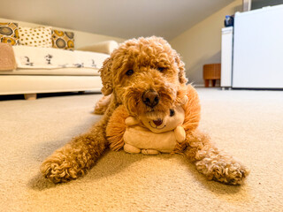Goldendoodle with Toy