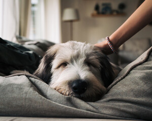 girl stroking her fluffy puppy who is sleeping on the sofa