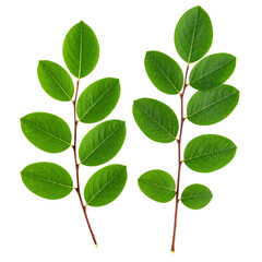 Fototapeta premium Green Leaves of Serenity: Two vibrant sprigs of lush, green leaves, each meticulously arranged, present a serene depiction of nature's simple elegance.