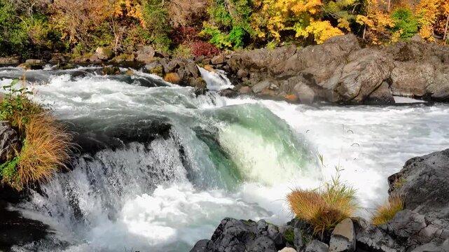 Salmon fish leaping jumping out of water while swimming upstream in the North Umpqua river in Oregon