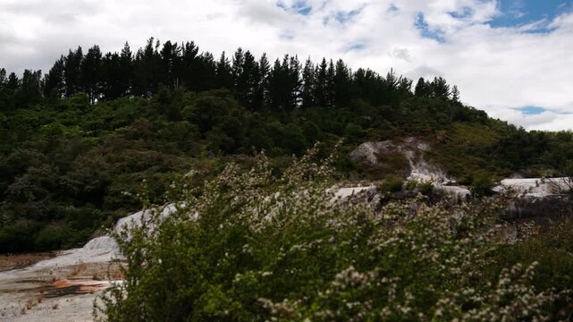 Flowering shrubs near geothermal terraces at Orakei Korako Geothermal Park