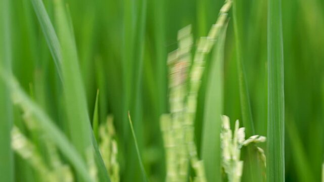 Close up of a rice plant with small insects on green leaves and developing rice grains.
