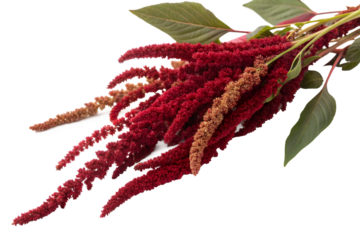 Deep Red Amaranthus Flower Cluster with Trailing Ends Isolated on Transparent Background