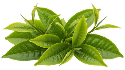 Fresh green tea leaves isolated on transparent background