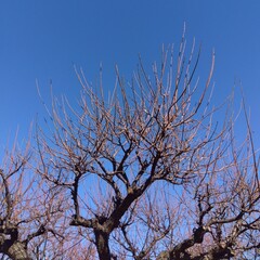 冬の梅林の梅の枯れ木と青空