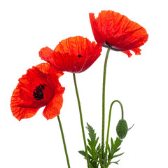 Obraz premium Radiant Scarlet Poppy Blooms: A trio of vibrant scarlet poppy flowers stand tall, their delicate petals a burst of color against the light, symbolising remembrance and beauty.