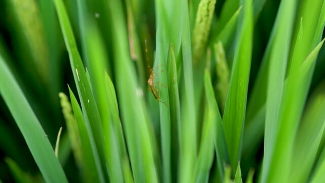 Brown planthoppers on lush green rice plants growing in the fields.