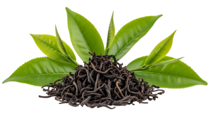 Black tea leaves and fresh green leaves isolated on transparent background