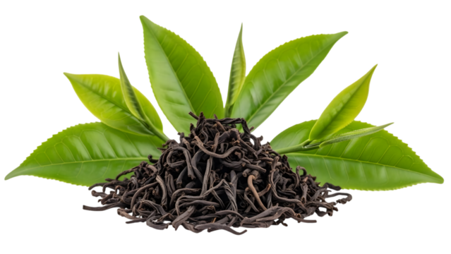 Black tea leaves and fresh green leaves isolated on transparent background