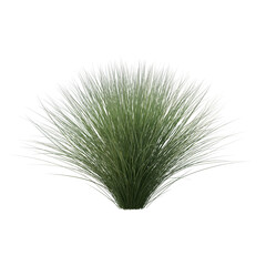 Sedge bush isolated transparent background photo realistic 3d rendering PNG with alpha channel