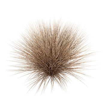 Sedge brown bush isolated transparent background photo realistic 3d rendering PNG with alpha channel