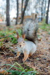 careful squirrel maintains alert stance while sitting amidst fallen leaves and twigs in forest