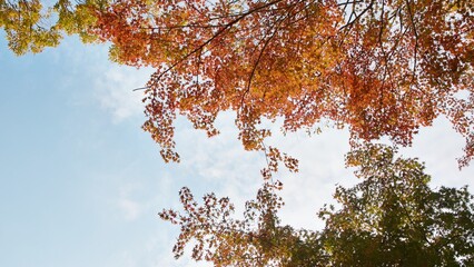 Autumn Maple Leaves Against a Bright Blue Sky