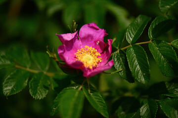 Rosa rugosa forms large fragrant red and white flowers along thorny stems in Korean coastal dunes. Photographed in Korea.