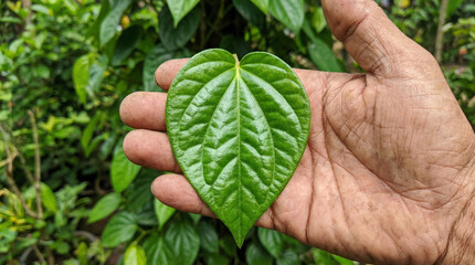 A close-up view of a hand holding a fresh, heart-shaped green betel leaf, with a soft, blurred natural background. The leaf's intricate veins are visible.