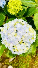 purple hydrangea flowers close up - blooming flowers in nature