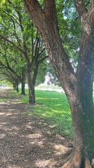 trees in the park