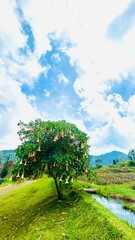 green field. trees and blue sky with clouds