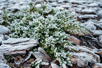 lowgrowing vegetation with frosted foliage embodying winter strength and serenity in natural landscapes