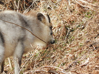 ニホンカモシカ