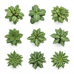 Fototapeta premium Collection of diverse green houseplants in pots, top-down view isolated on white background
