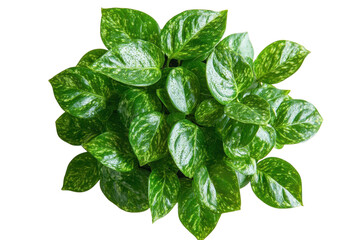 Fototapeta premium Tropical pothos plant leaves, lush green foliage cluster with glossy texture, botanical design element for decor isolated on Transparent Background