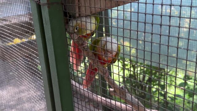 Video pair of colorful conure birds perching on a branch in a cage