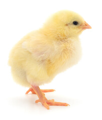 Cute fluffy yellow chick standing isolated on a white background.