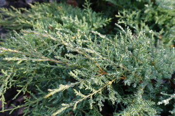 Branches of Juniperus squamata with rain drops in mid December