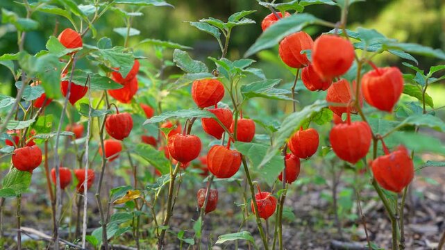 Closeup of ripe physalis flower hanging on branches. Ideal for food, agriculture, organic produce, nutrition, botanical footage.