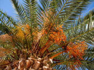 Date palm Phoenix dactylifera with fruits in Greece