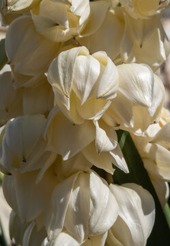 Yucca gigantea flowers close-up to Greece