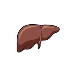 Human liver anatomy illustration for medical education and health awareness