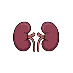 Kidneys Human Organ Anatomy Medical Illustration Healthcare