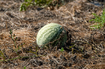 Sandia en el huerto