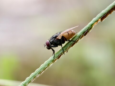 Musca domestica on a grass stem with a blurred background