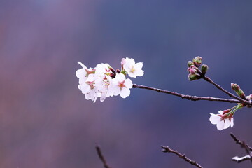 春の訪れと美しい桜の花