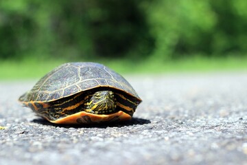 Painted Turtle on the ground