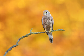 This species occurs over a large native range. It is widespread in Europe, Asia and Africa, as well as occasionally reaching the east coast of North America. © Milan