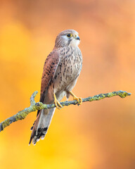 This species occurs over a large native range. It is widespread in Europe, Asia and Africa, as well as occasionally reaching the east coast of North America.