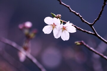 雨に濡れた桜